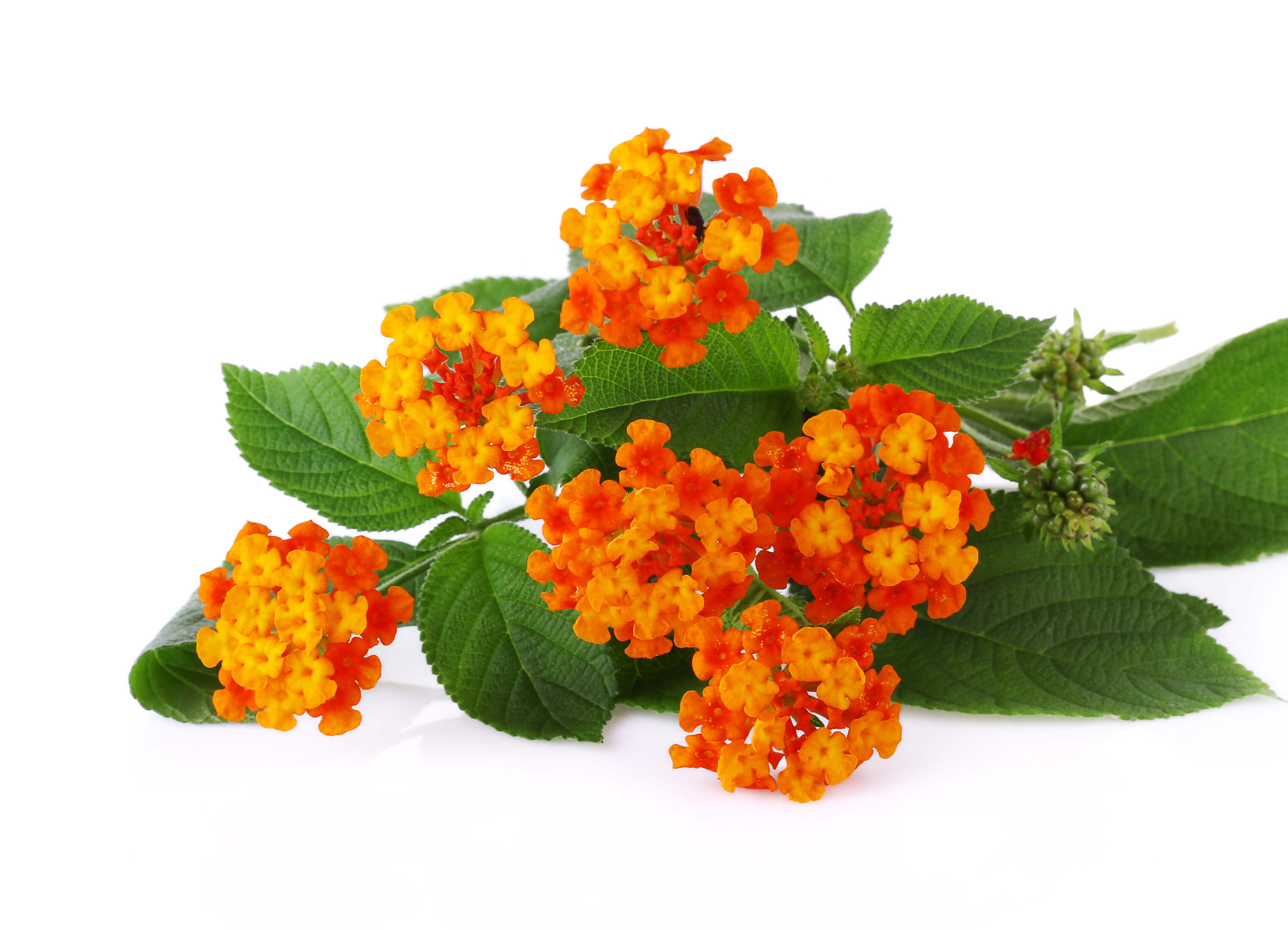 Lantana camara oil (CAS N° 90046-17-6) Lantana camara oil (CAS N° 90046-17-6)