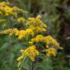 Goldenrod oil (CAS N° 96690-40-3) Goldenrod oil (CAS N° 96690-40-3)
