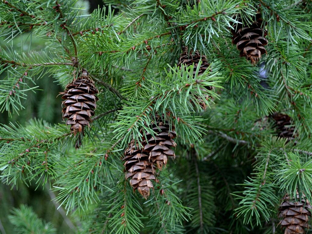 Douglas Fir oil (CAS N° 8050-89-3) Douglas Fir oil (CAS N° 8050-89-3)