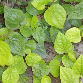 Betel leaf EO (CAS N° 84775-81-5)