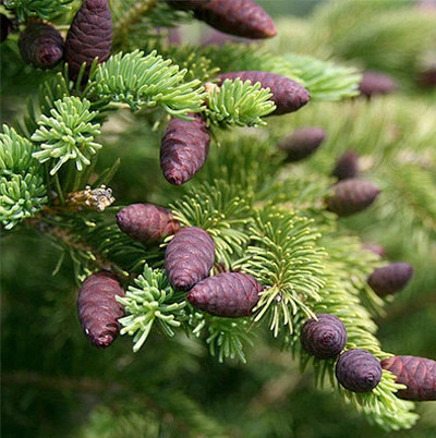 black spruce leaf