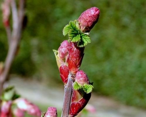 Blackcurrant Bud Absolute (CAS N° 97676-19-2)