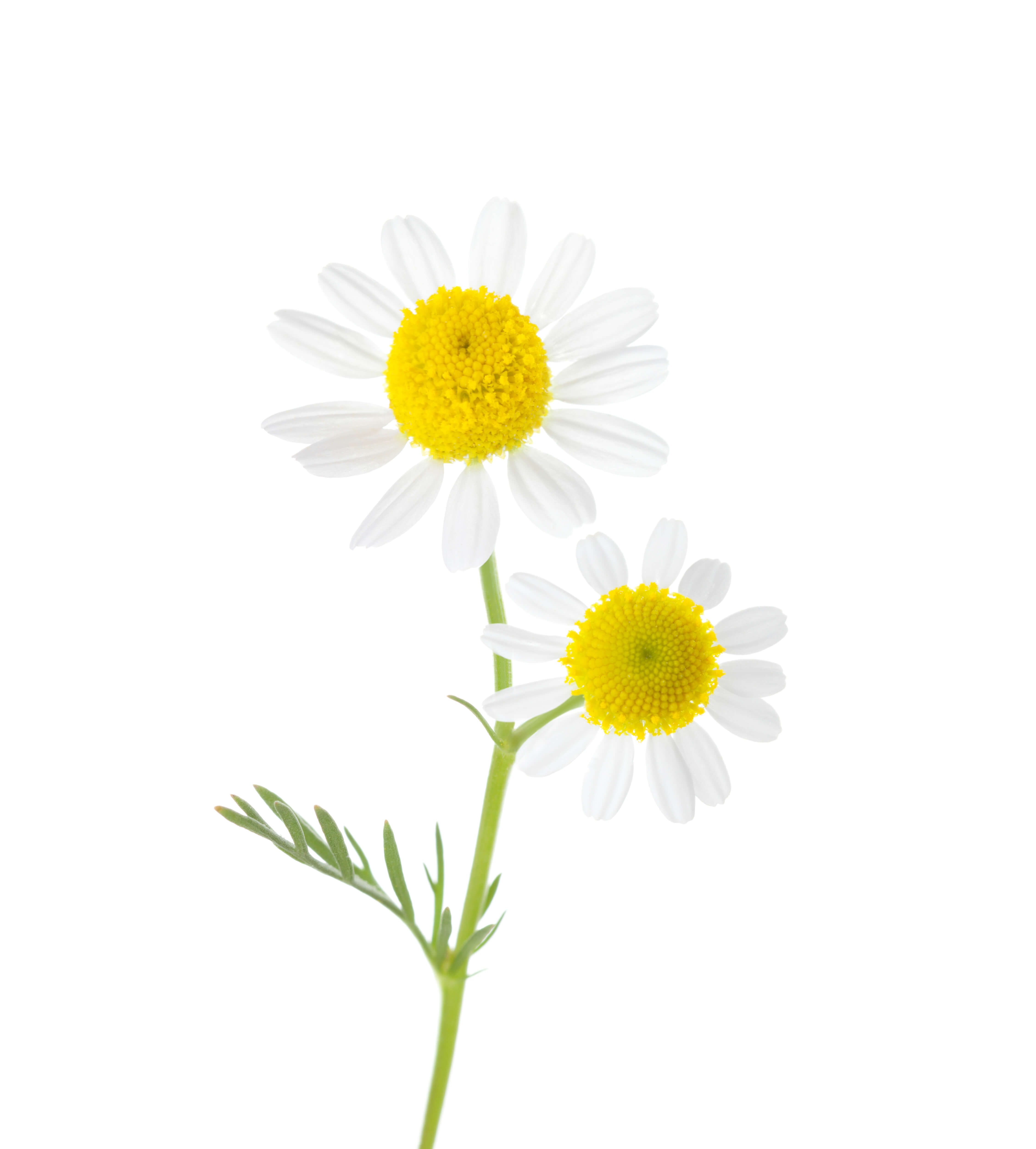 ScenTree - Blue Chamomile EO (CAS N° 8002-66-2)