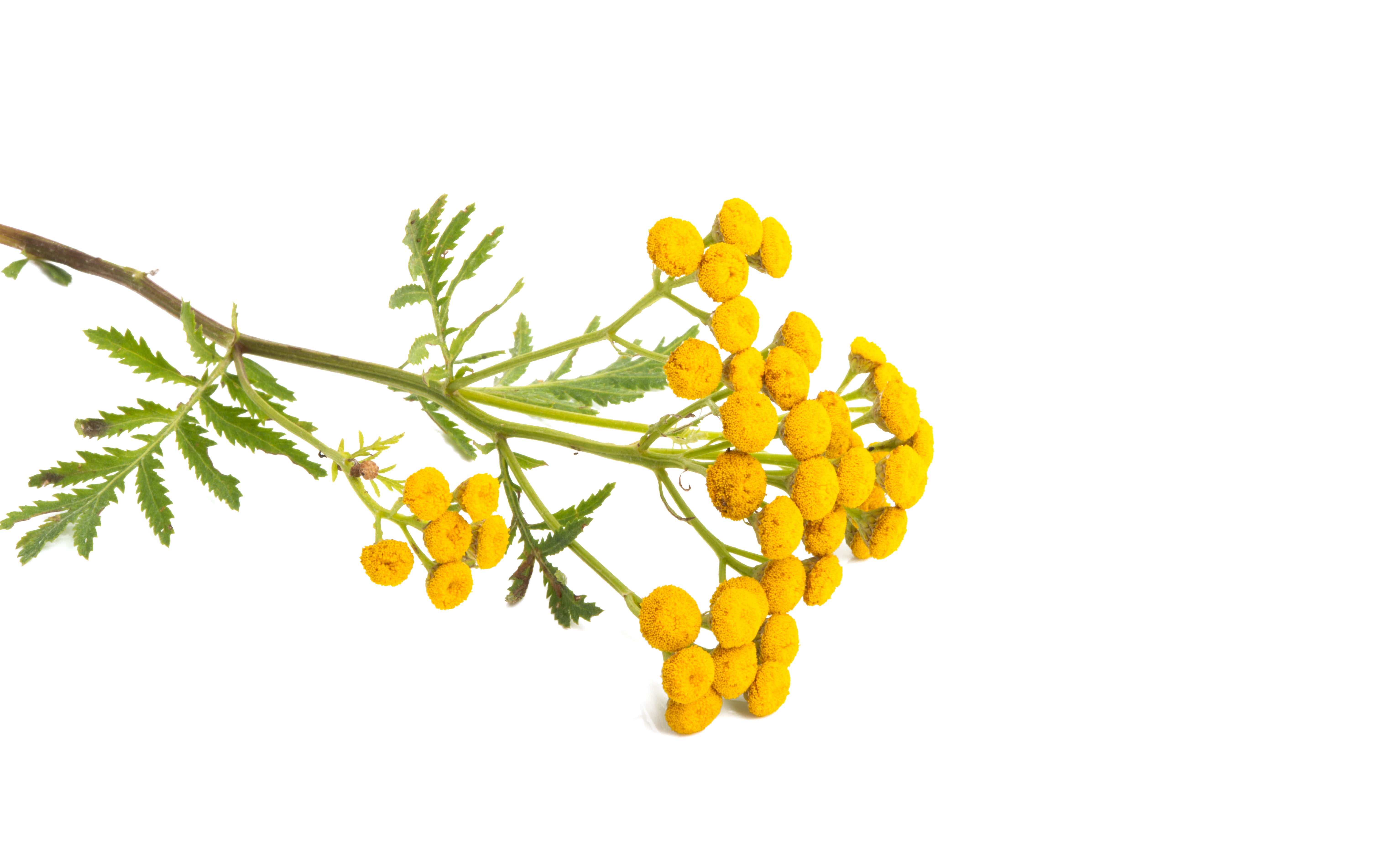 Blue Tansy HE (N° CAS 8016-87-3)