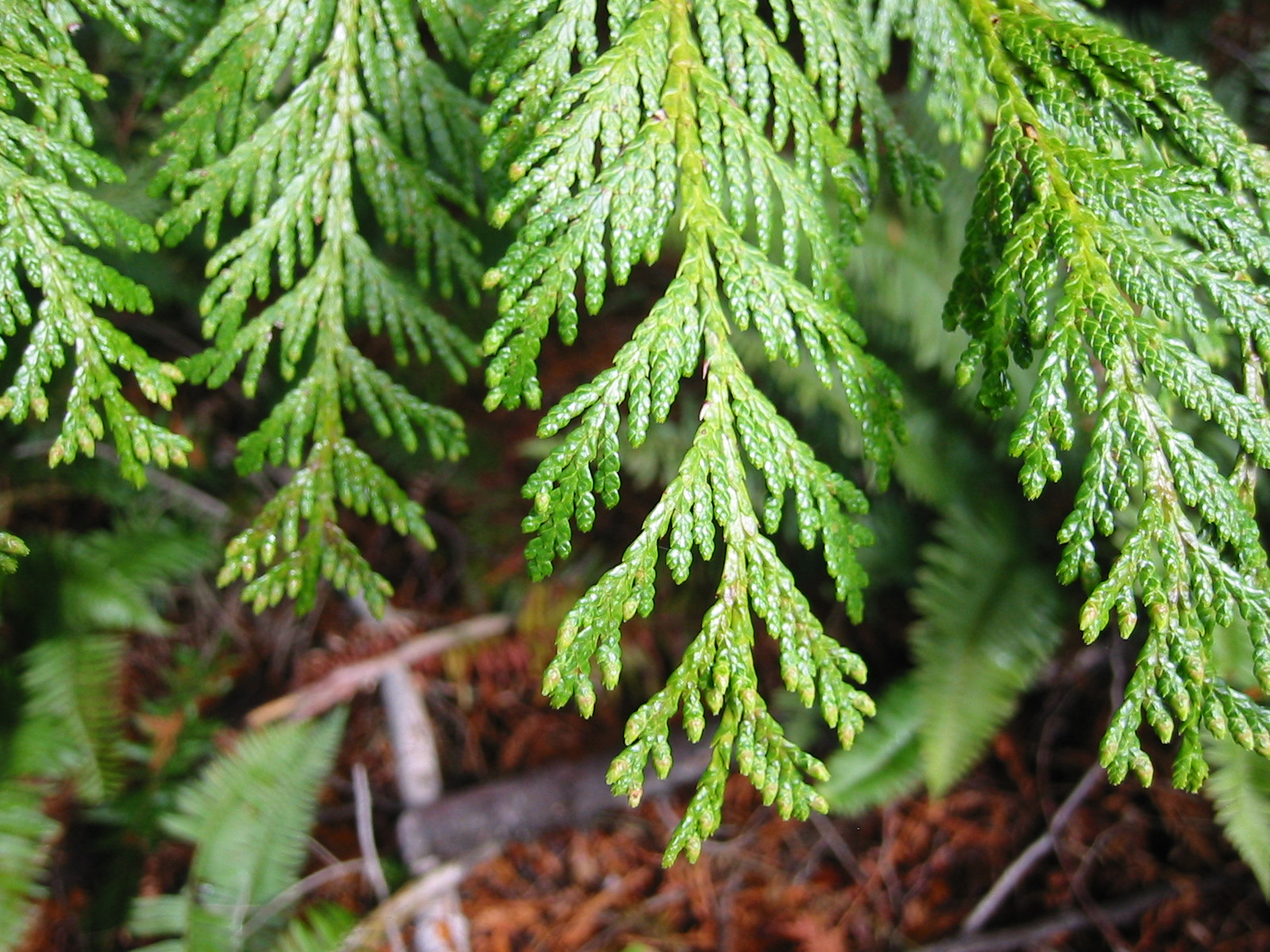 Cedar Leaf EO (CAS N° 8007-20-3)