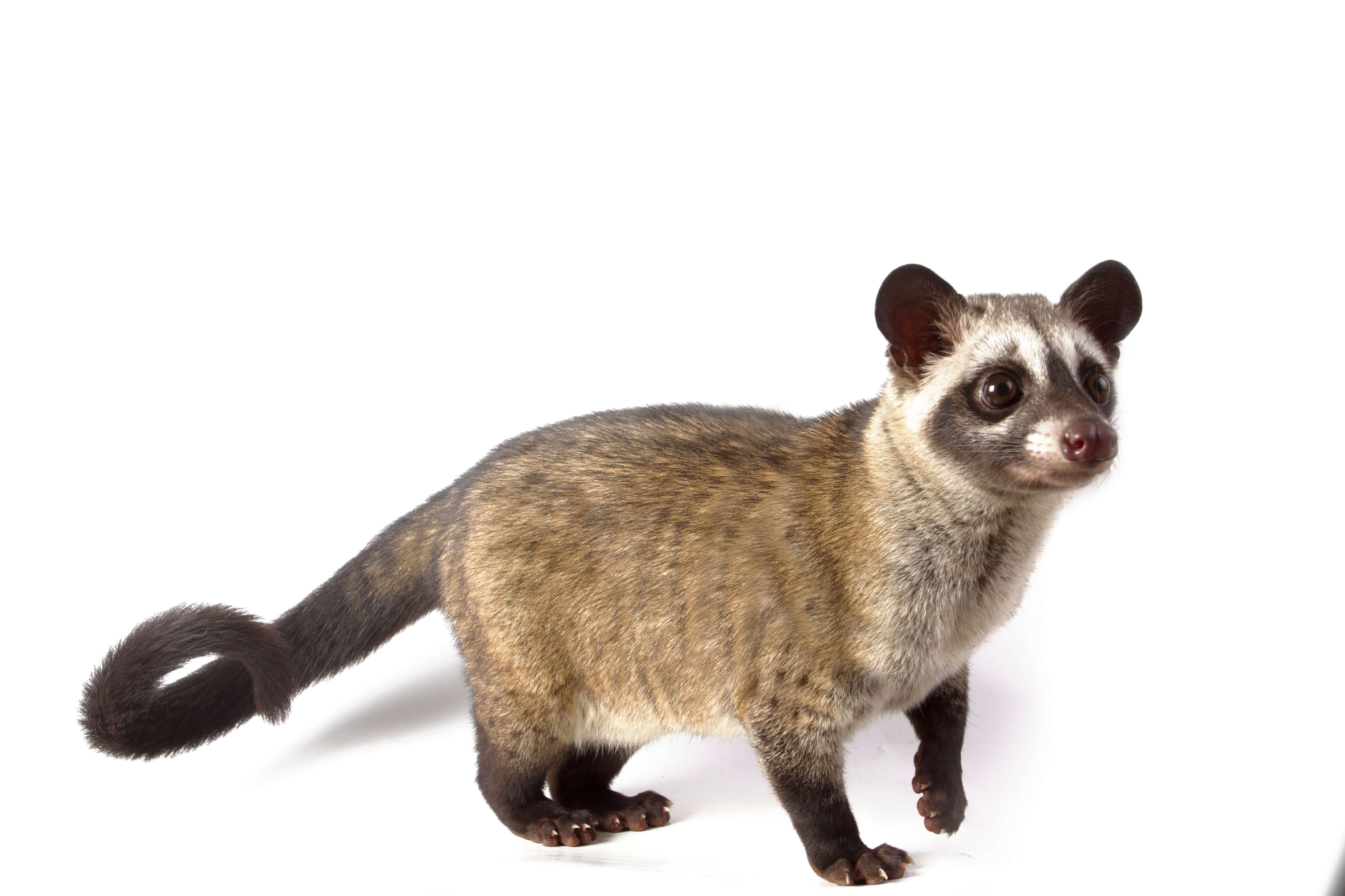 Where Does Civet Cat Absolute Come from  