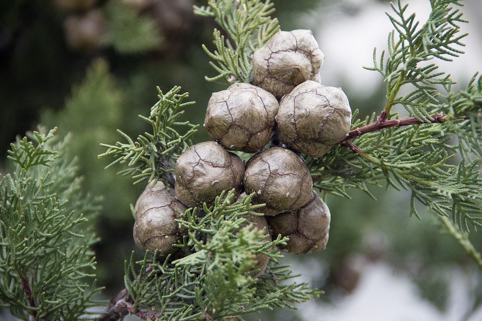 JUNIPER BERRIES - Biolandes