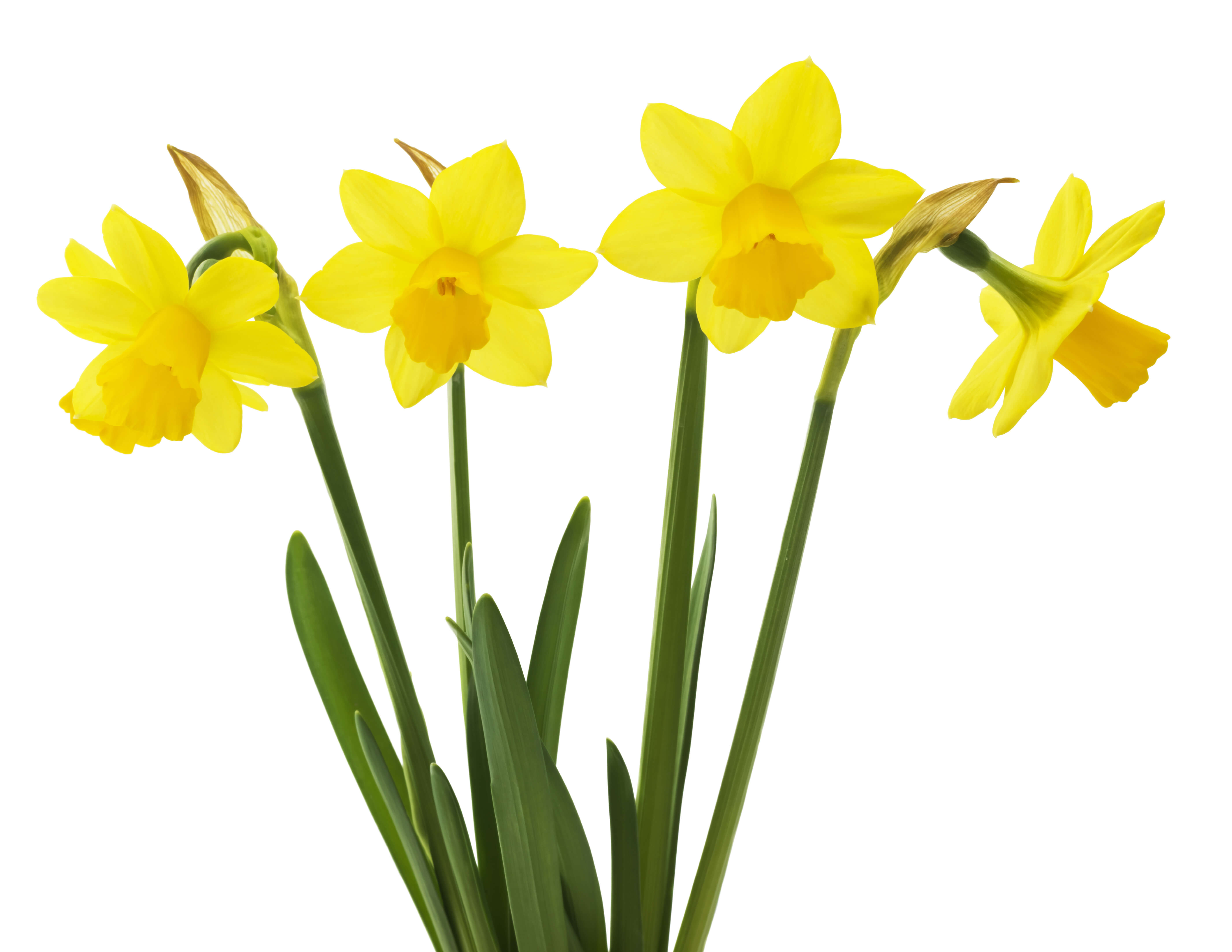 Daffodil Absolute (CAS N° 8023-75-4)