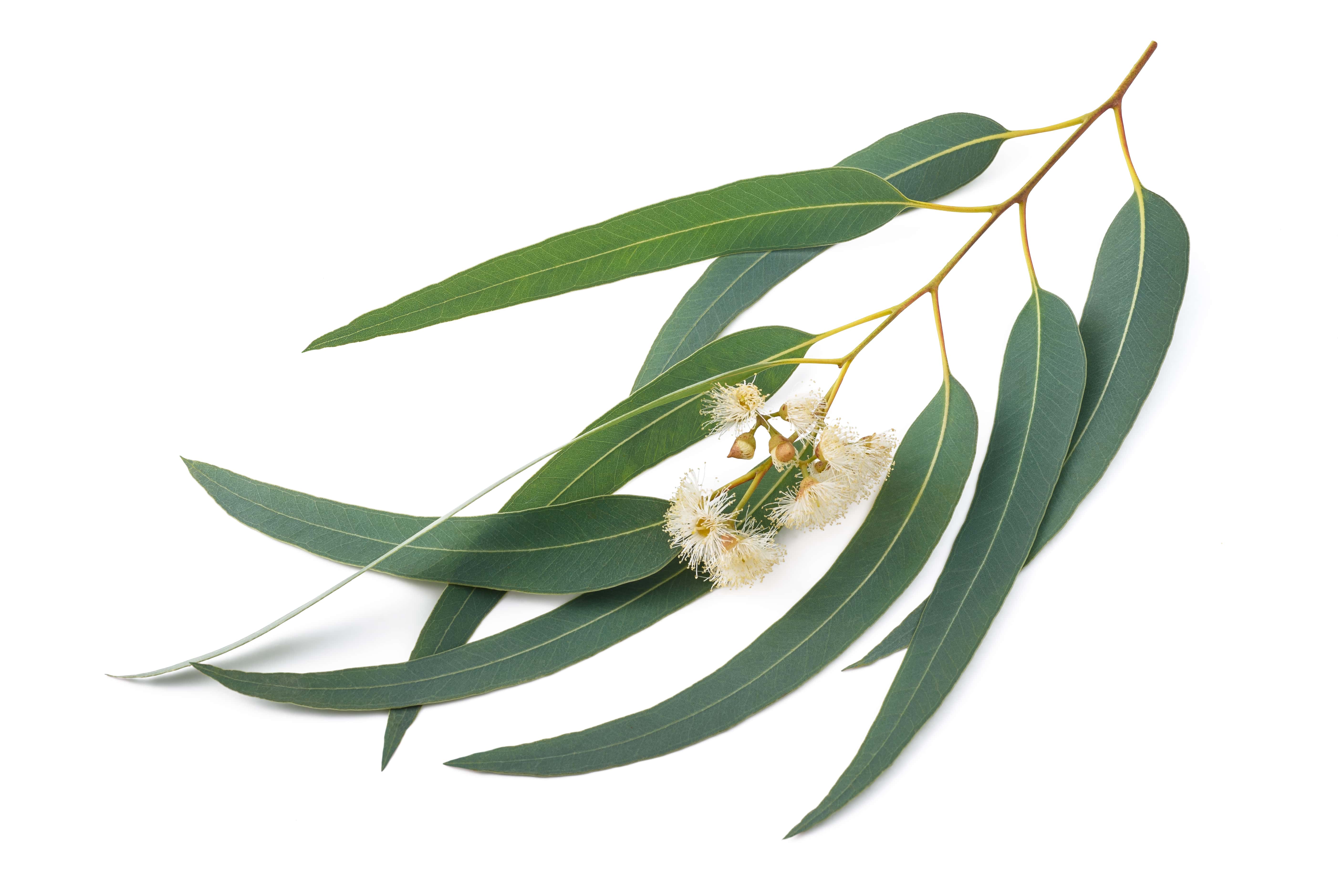 Eucalyptus EO (CAS N° 8000-48-4)