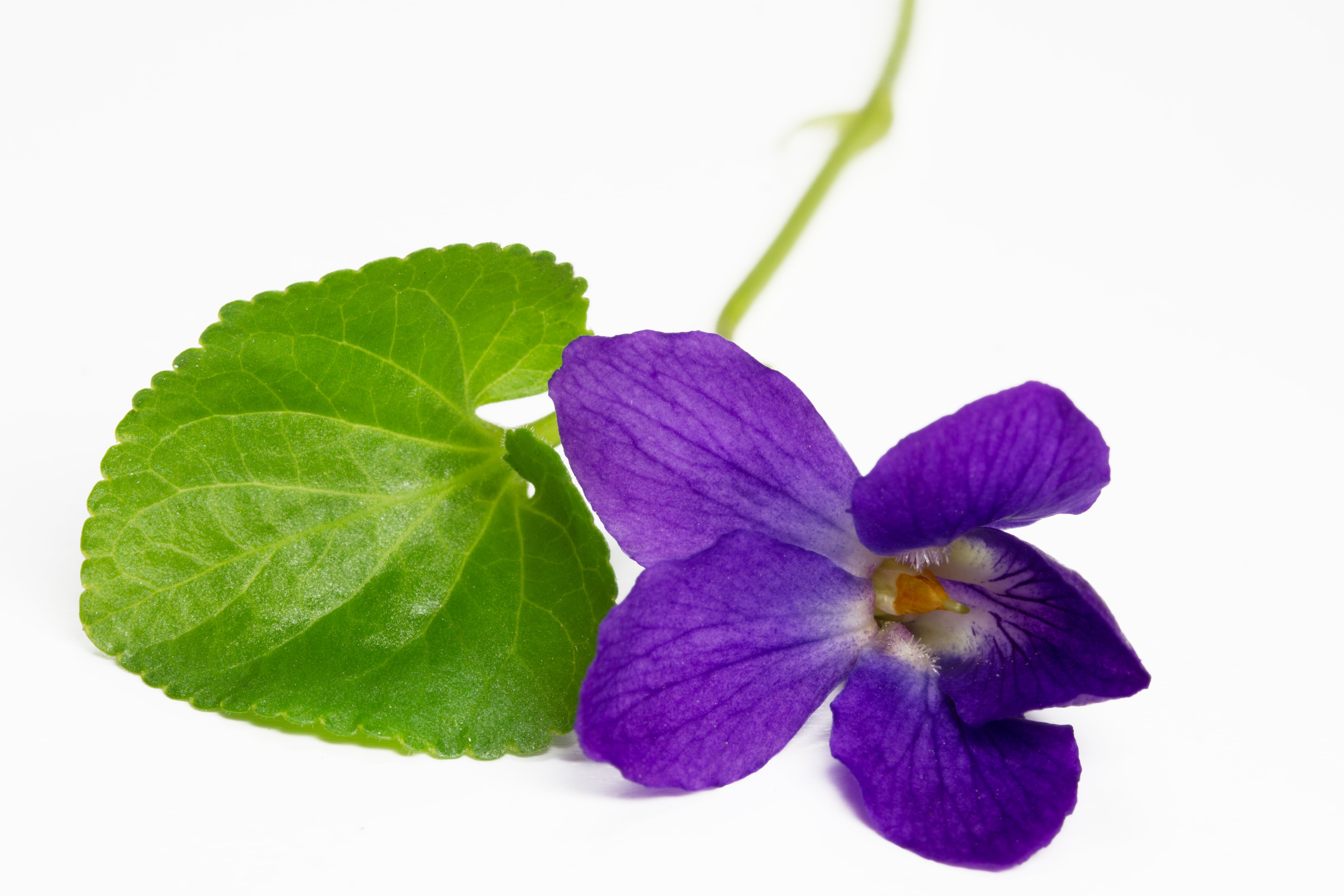 Feuille de Violette Absolue (N° CAS 8024-08-6)