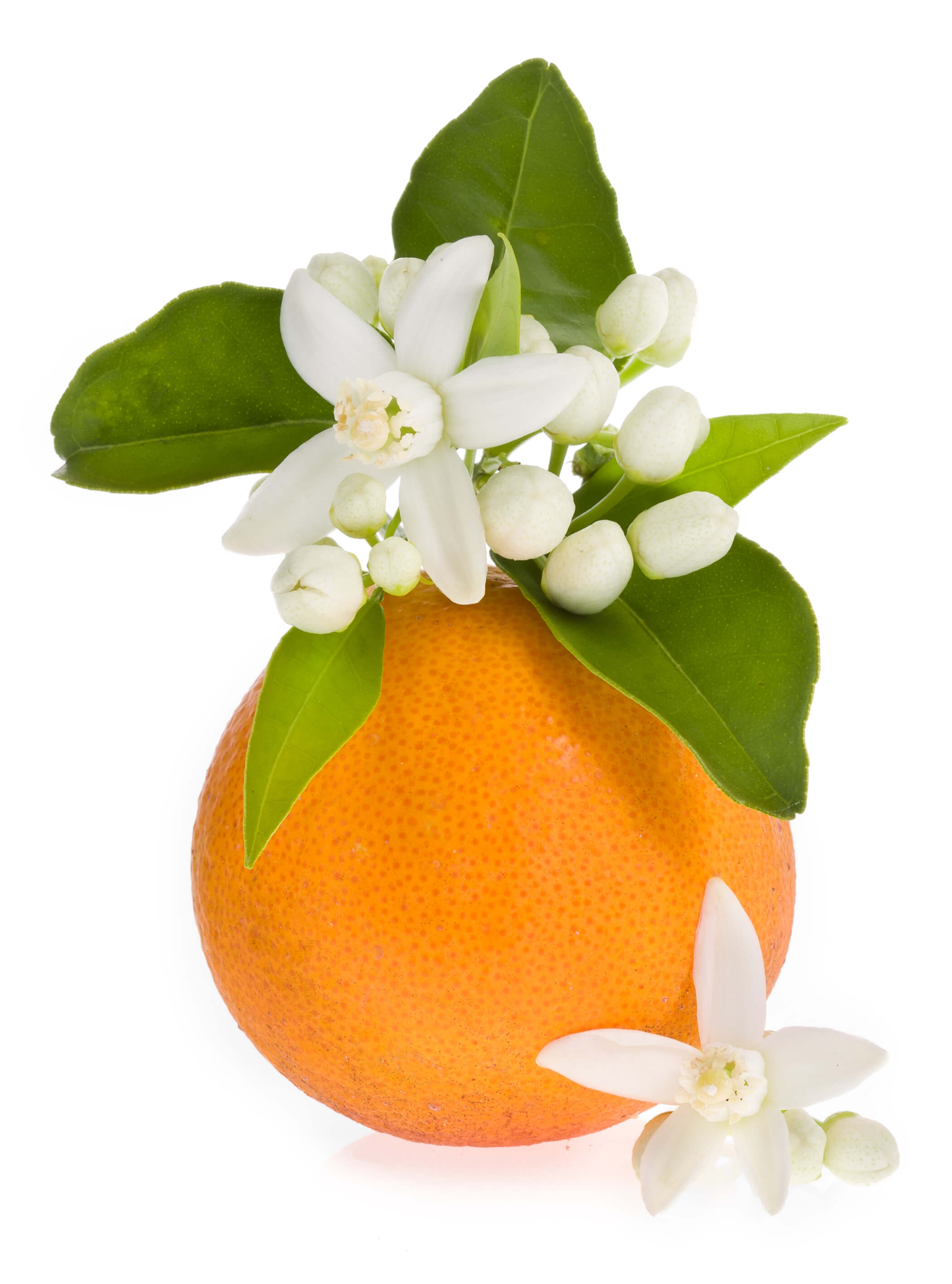 Fleur d'Oranger Absolue (N° CAS 8030-28-2)