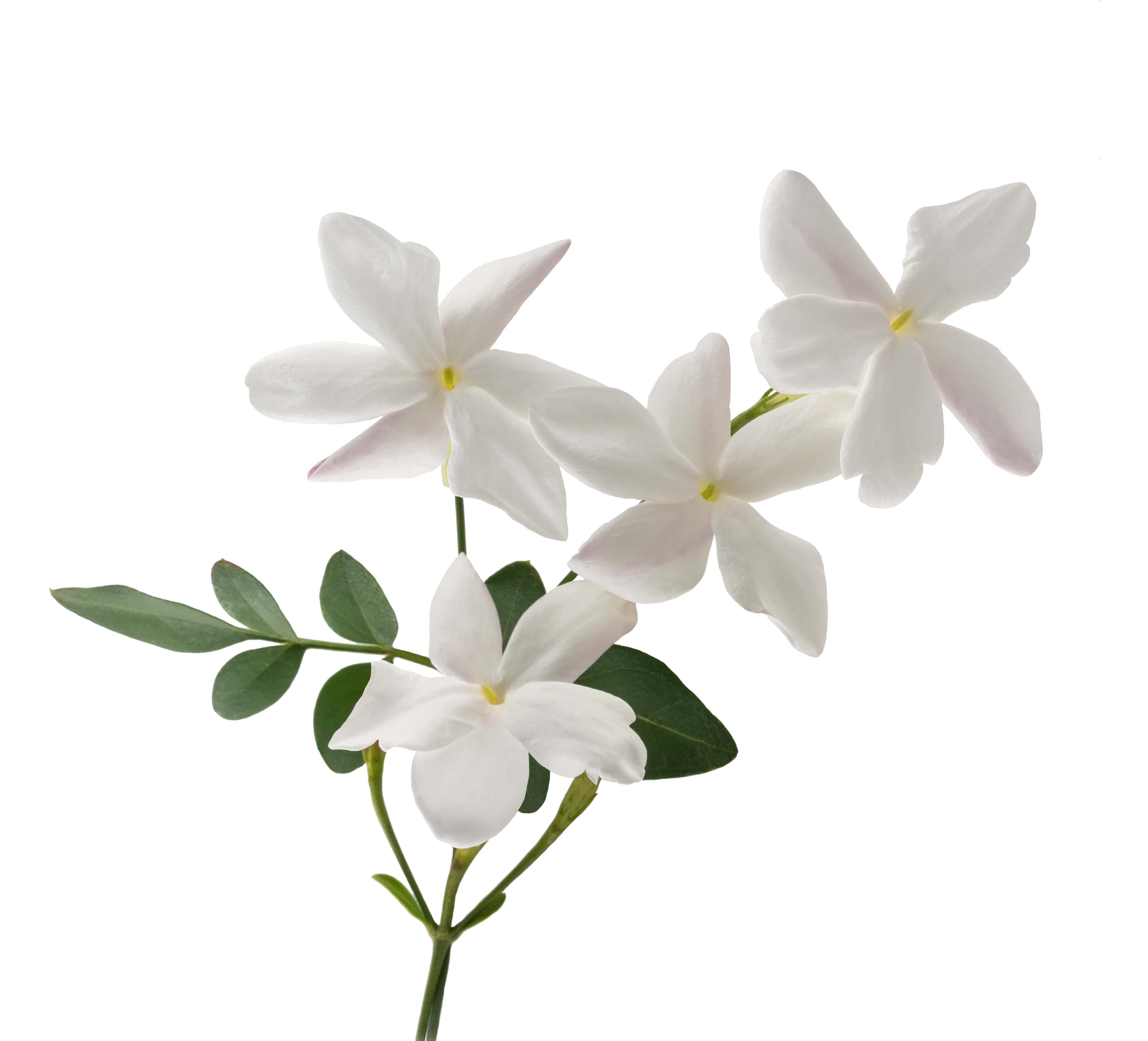 Floral Blanc