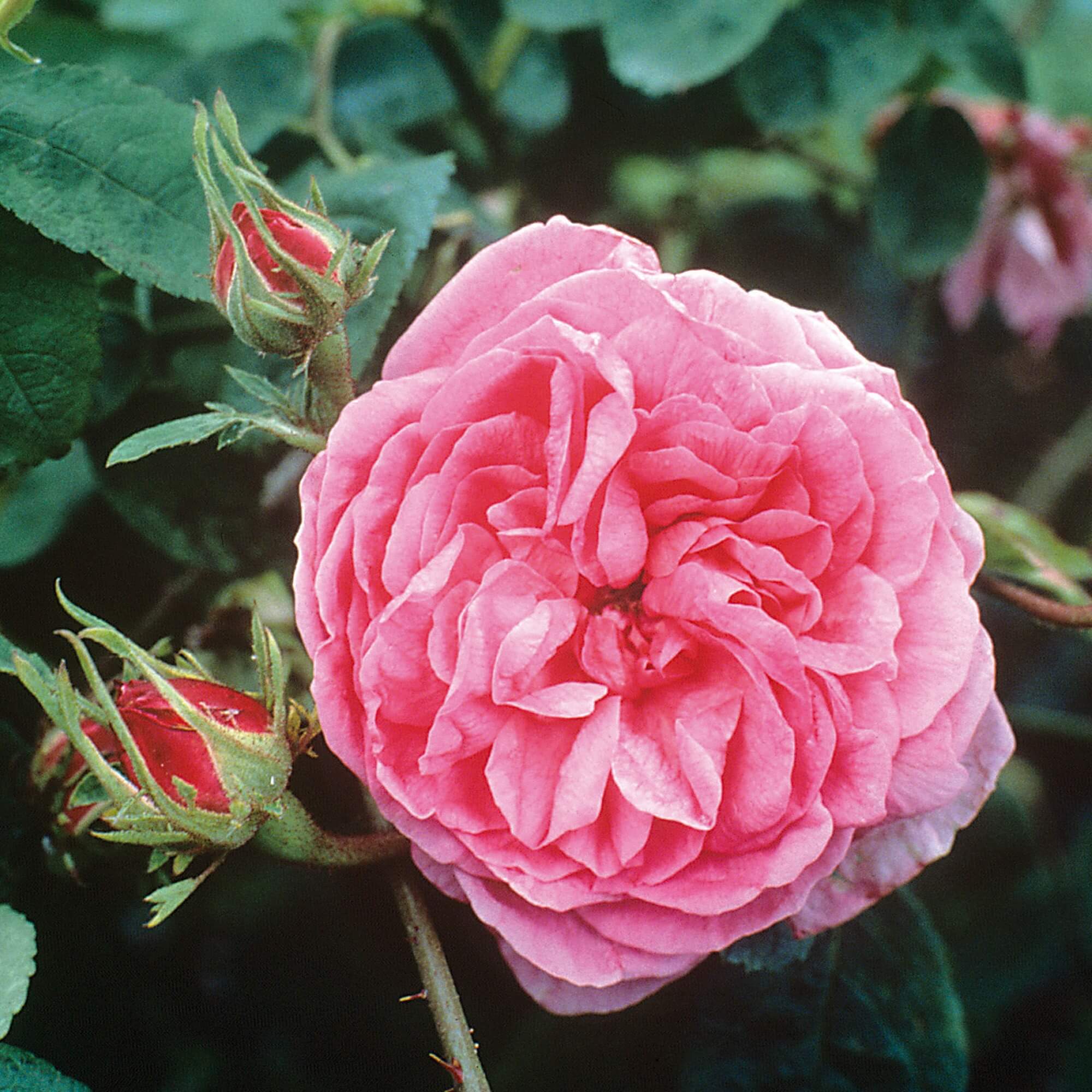 Floral Rosé