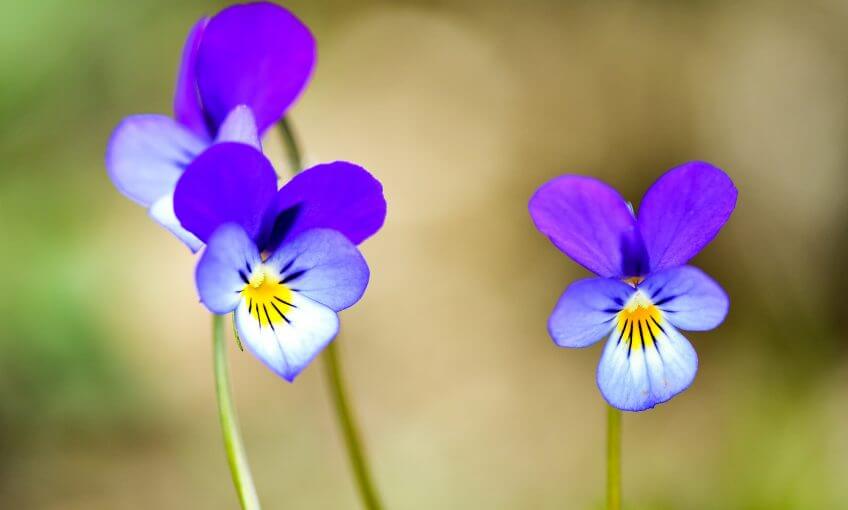 Floral Violette