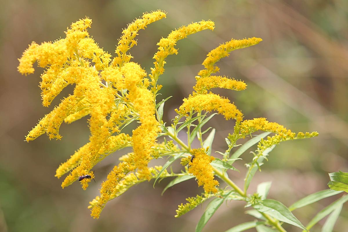 Golden Rod EO (CAS N° 96690-40-3)