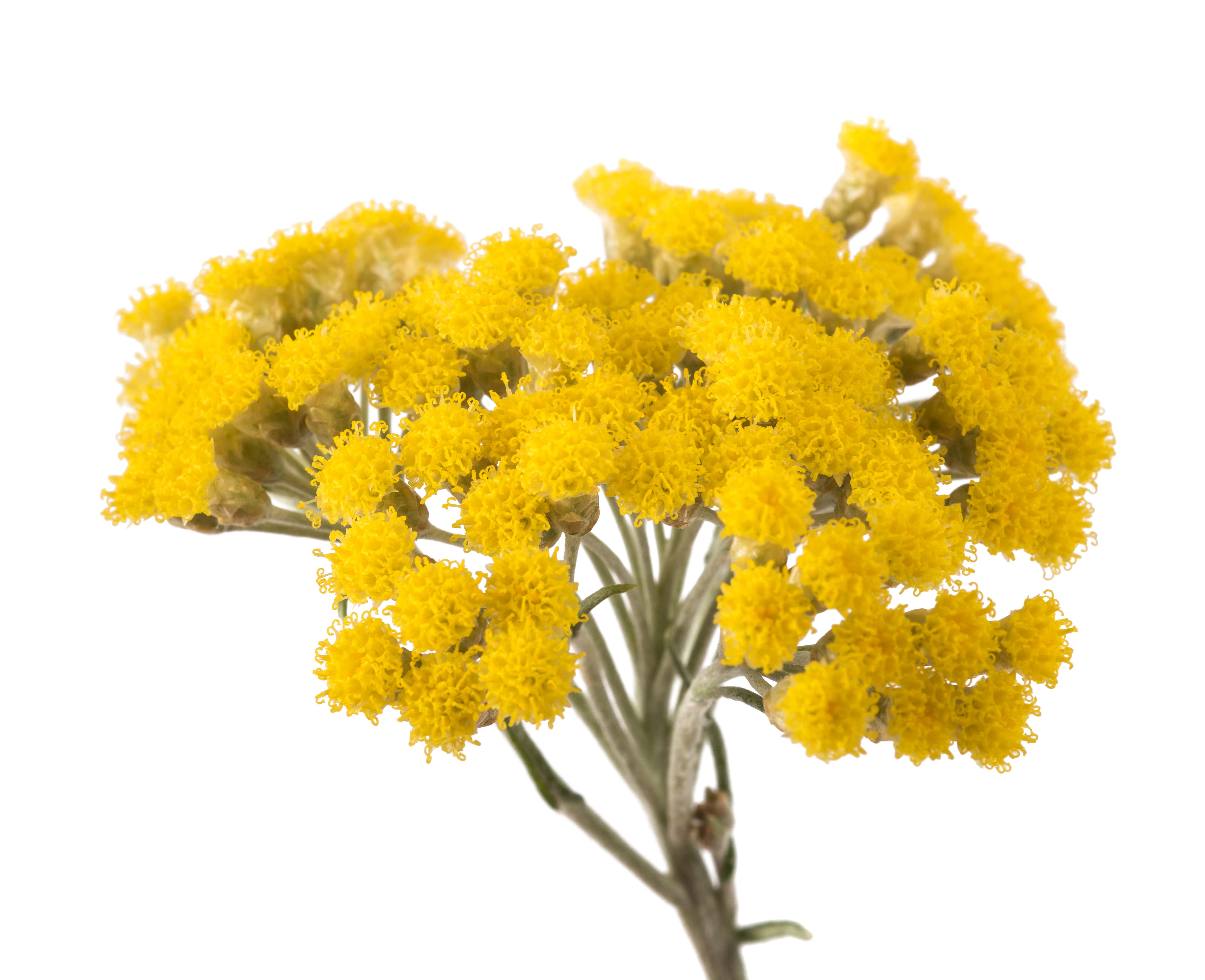 Immortelle Absolute (CAS N° 8023-95-8)