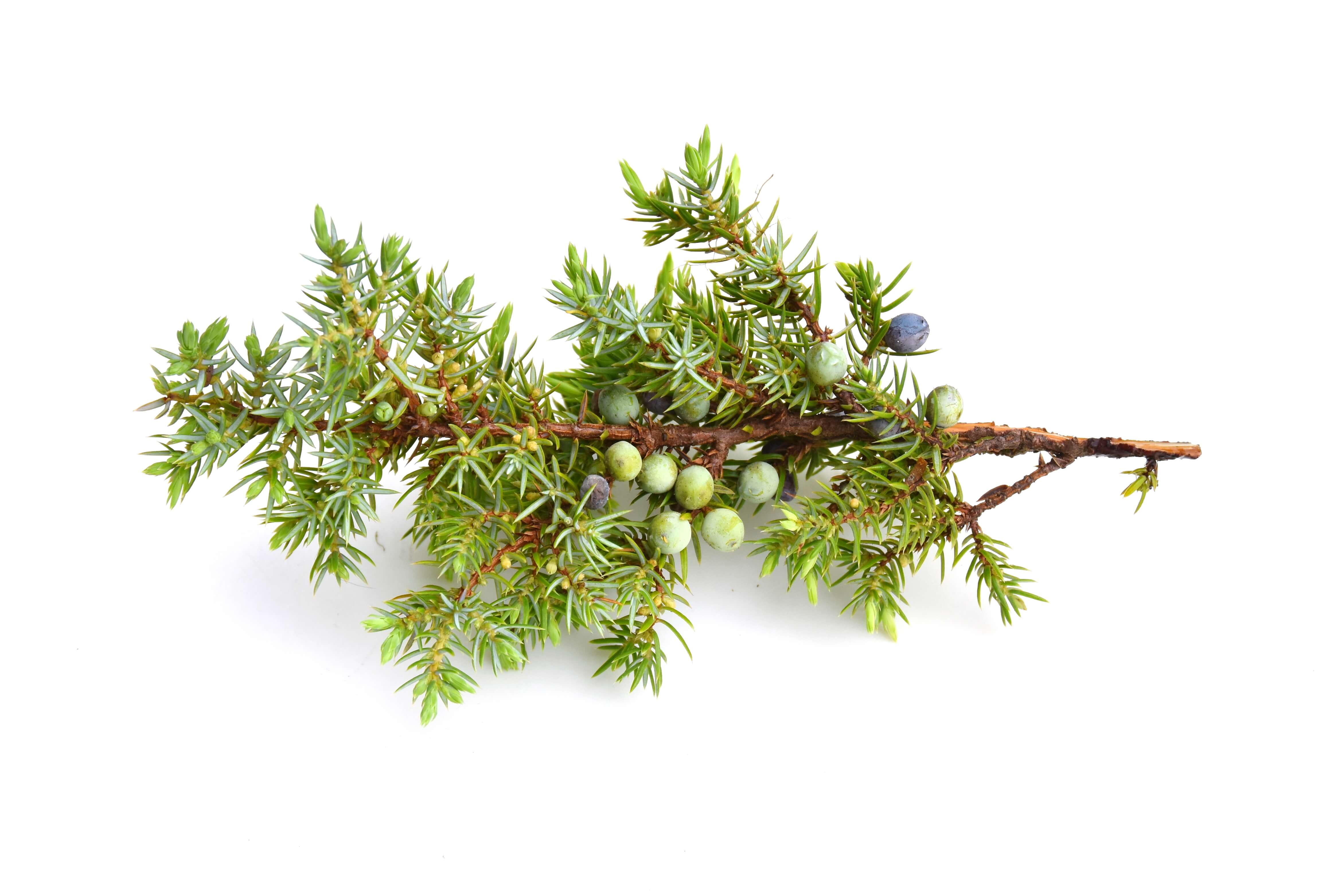 JUNIPER BERRIES - Biolandes