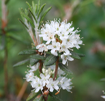 Labrador Tea EO (CAS N° 93384-25-9)