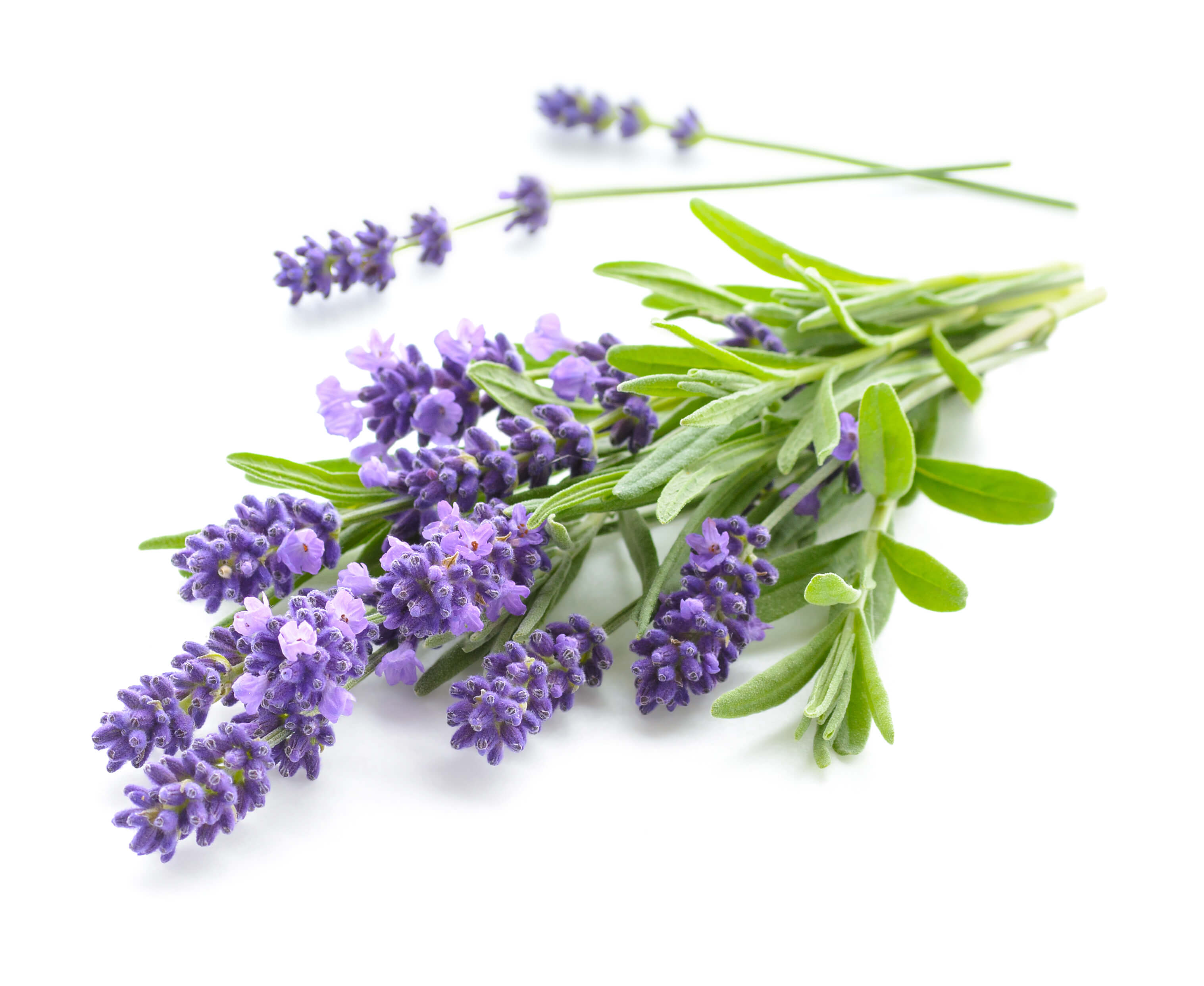 Lavender PURE JUNGLE ESSENCE™ (CAS N° 8000-28-0)