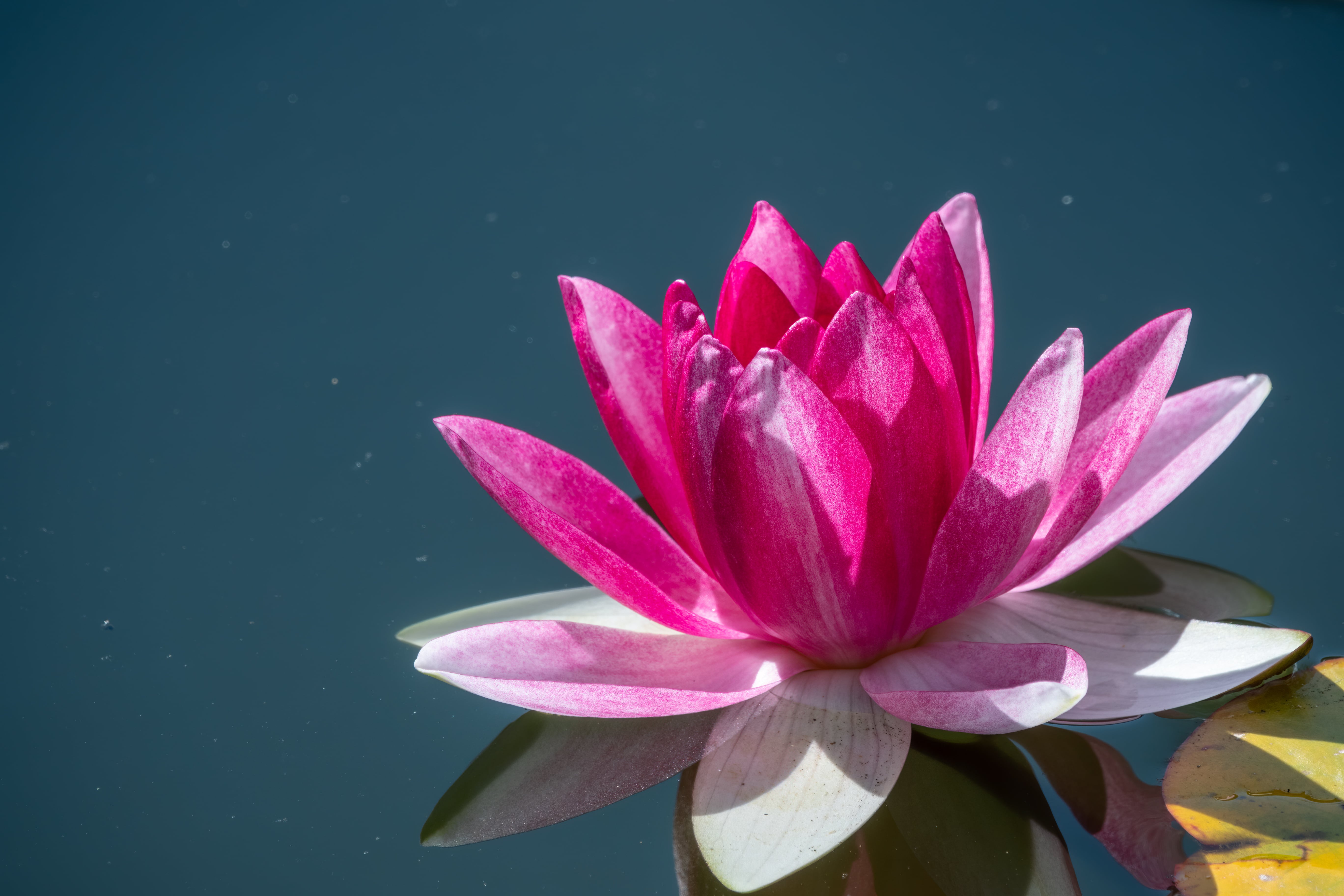 Lotus Flower Absolute (CAS N° 85085-51-4)