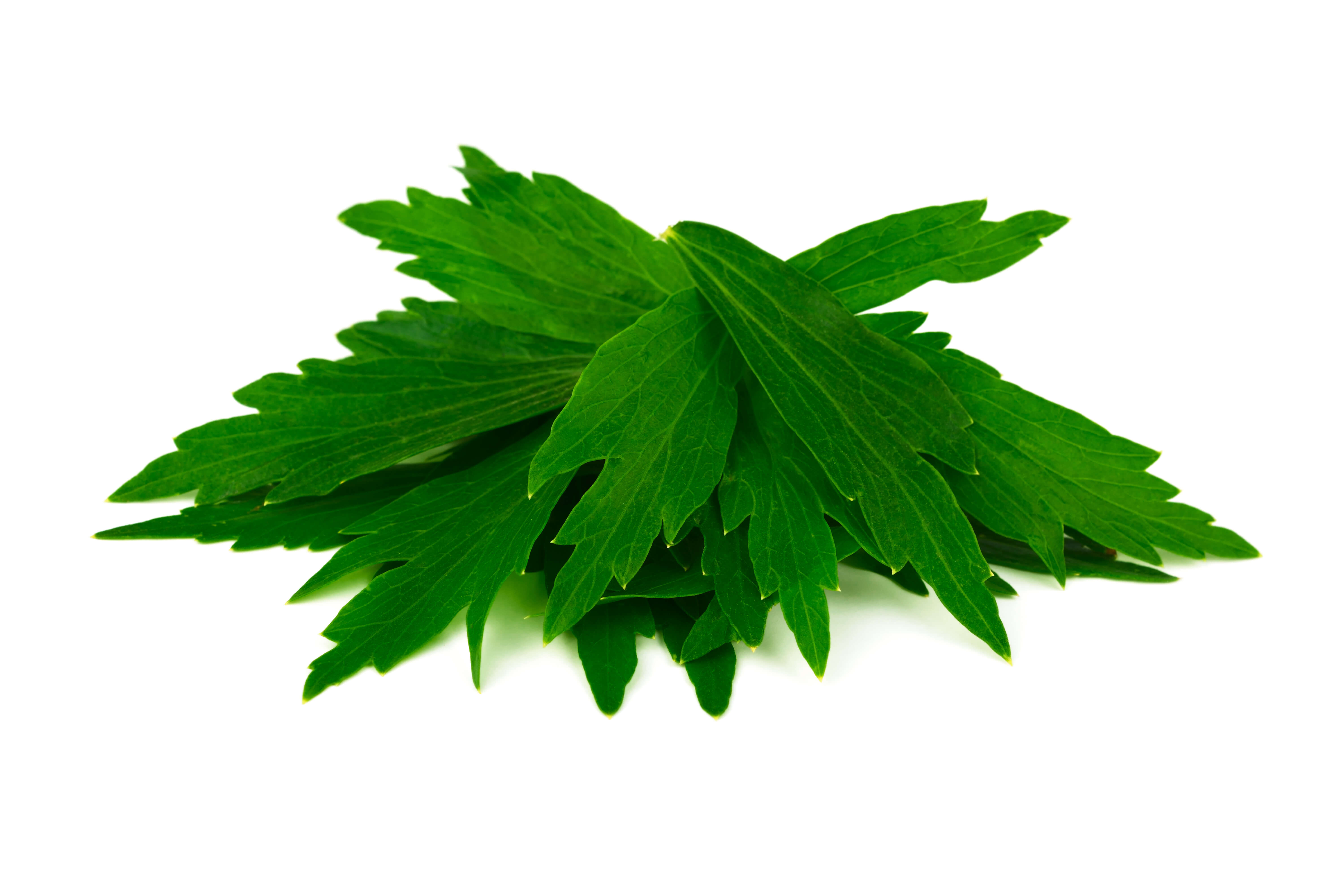 Lovage Leaf EO (CAS N° 8016-31-7)