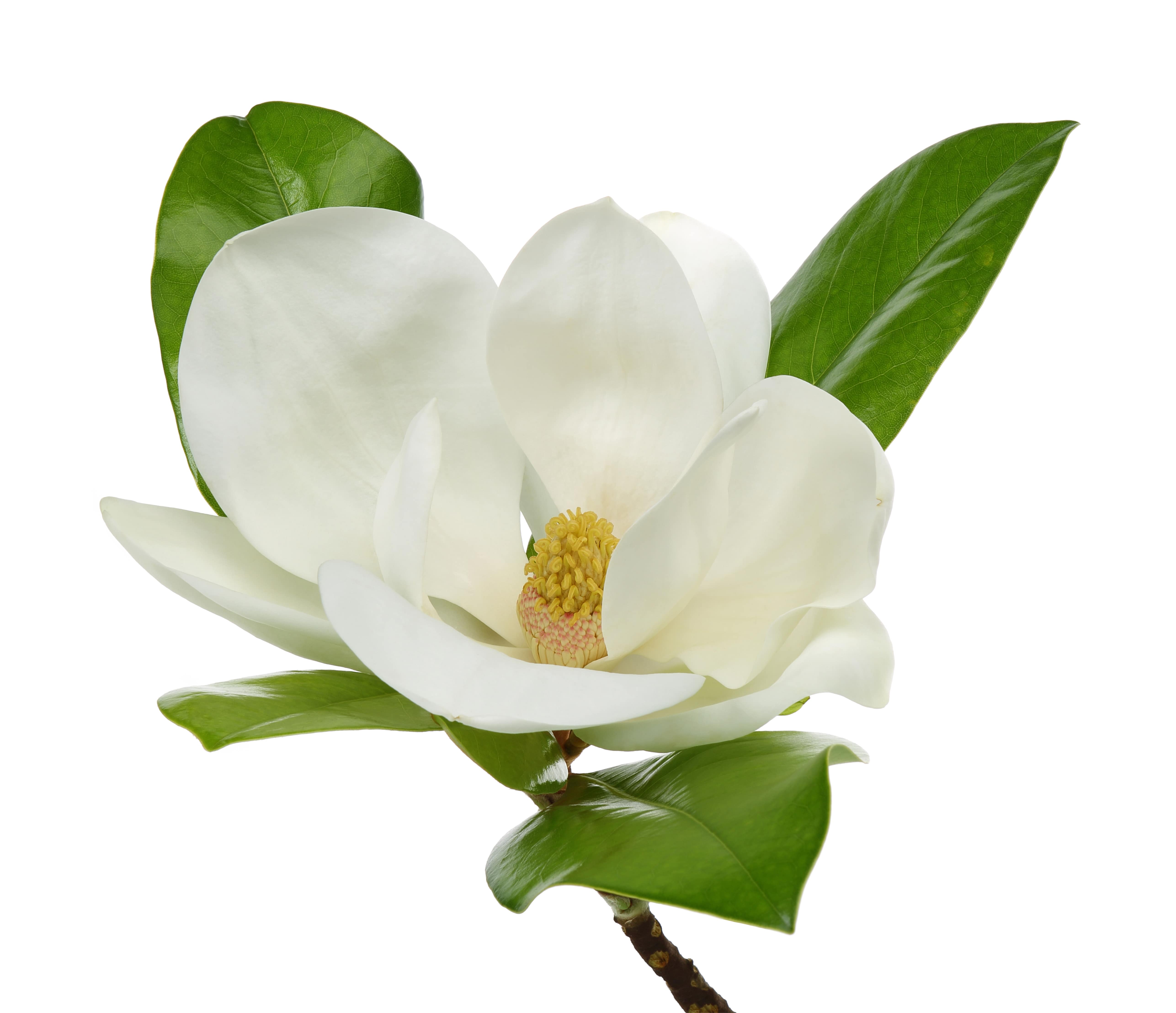 Magnolia Fleur HE (N° CAS 8006-76-6)