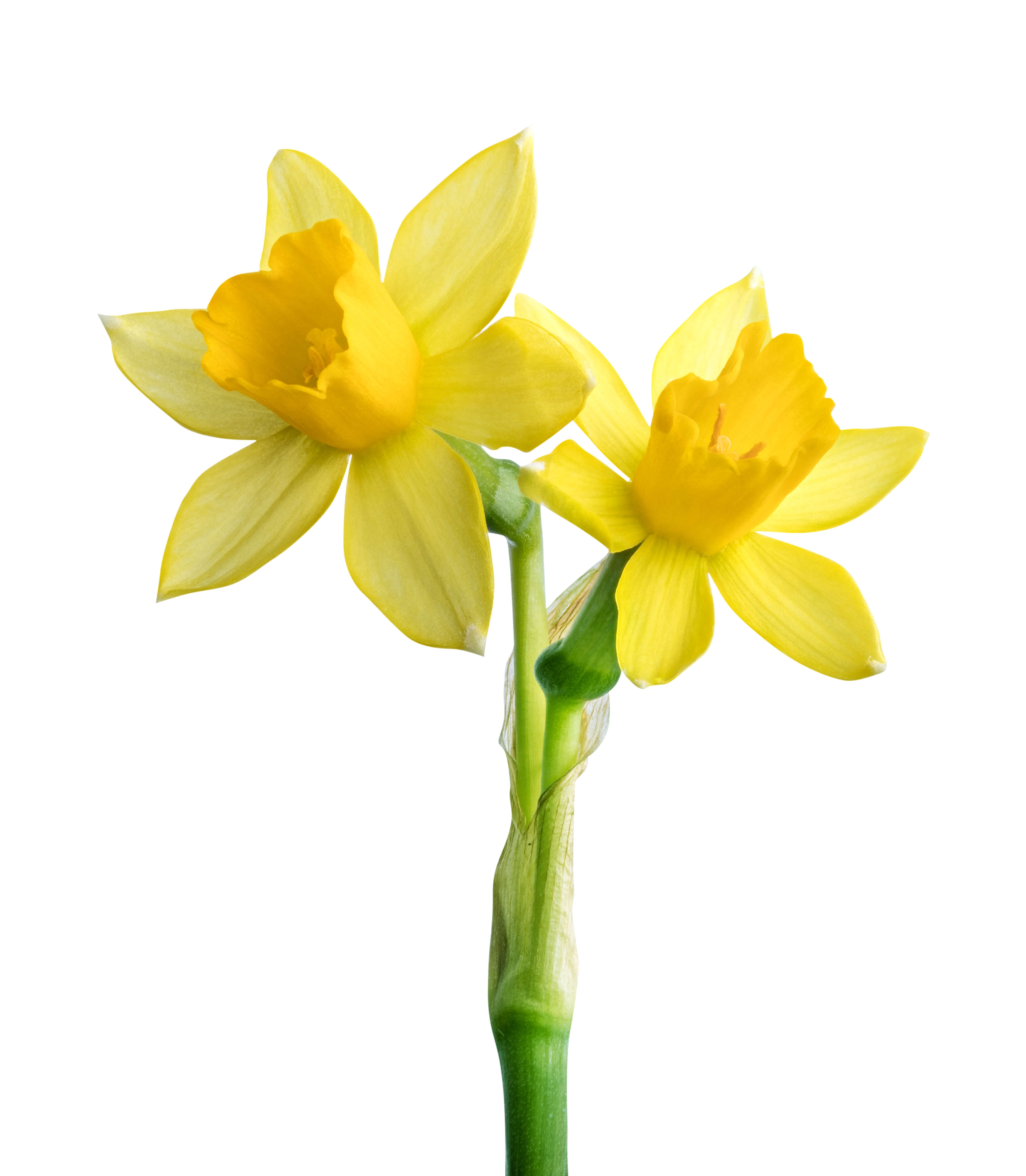 Narcissus Absolute (CAS N° 68917-12-4)