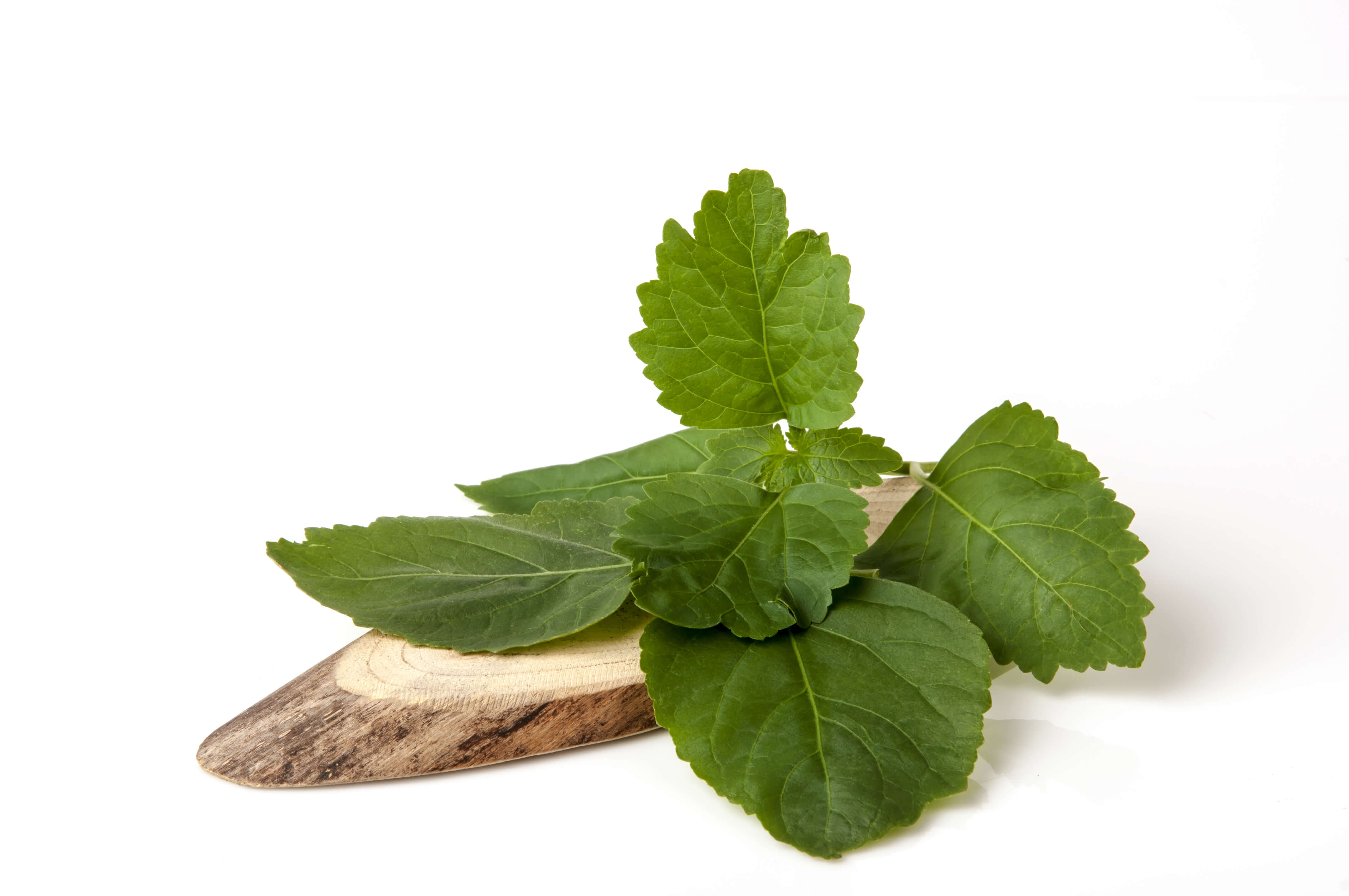 Patchouli (Light) Essential Oil - Organic (Pogostemon Cablin Benth.)