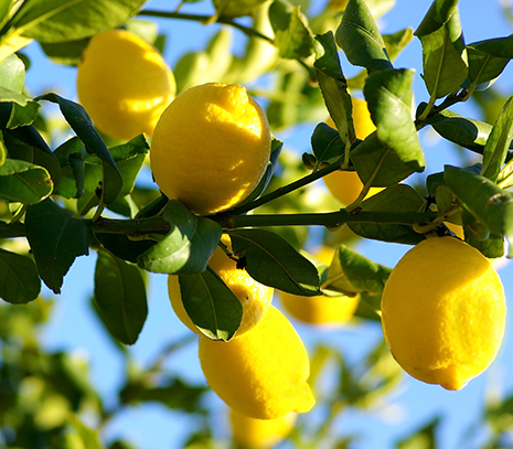 Petitgrain Lemon EO (CAS N° 8048-51-9)