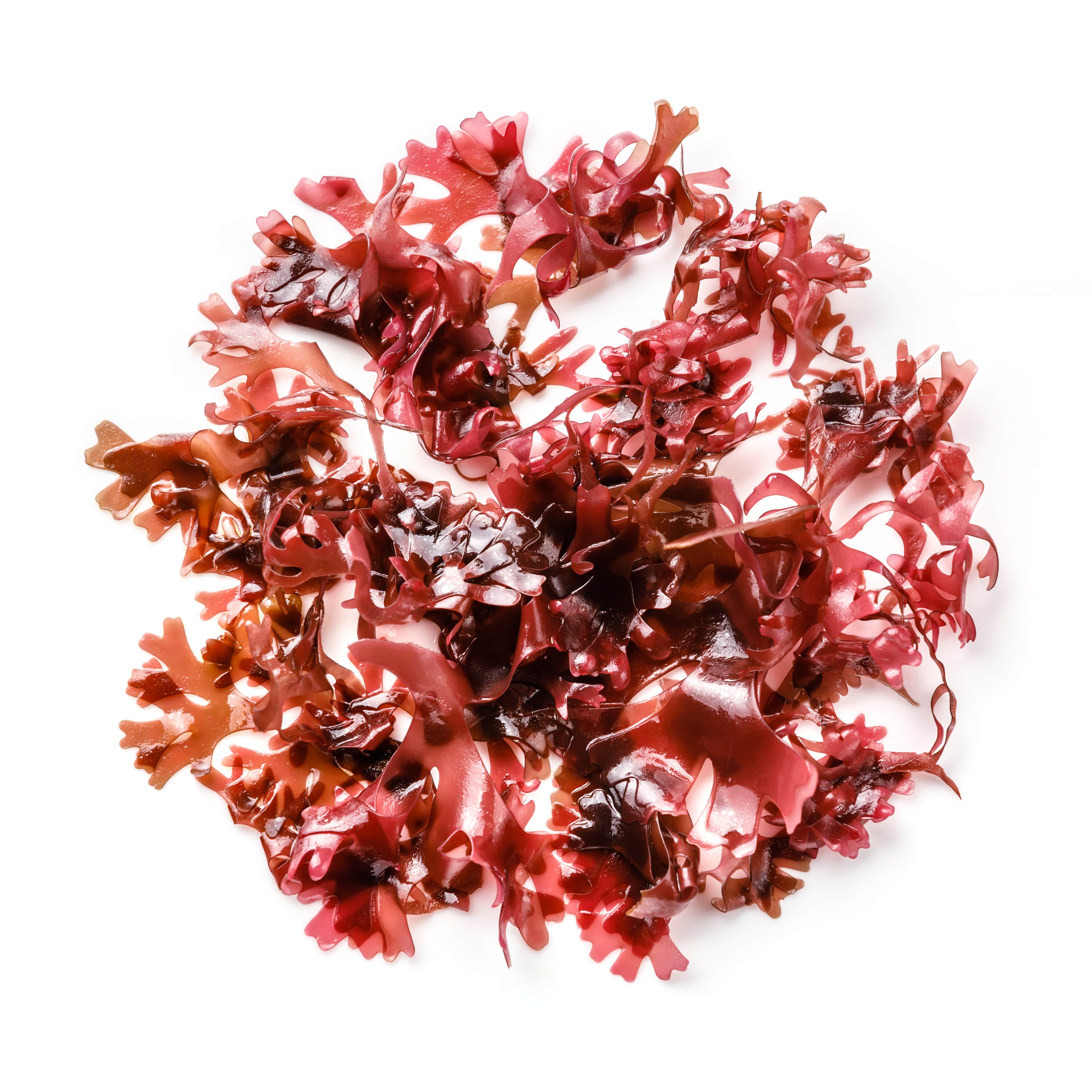 Red Seaweed PURE JUNGLE ESSENCE™ (CAS N° 223751-74-4)
