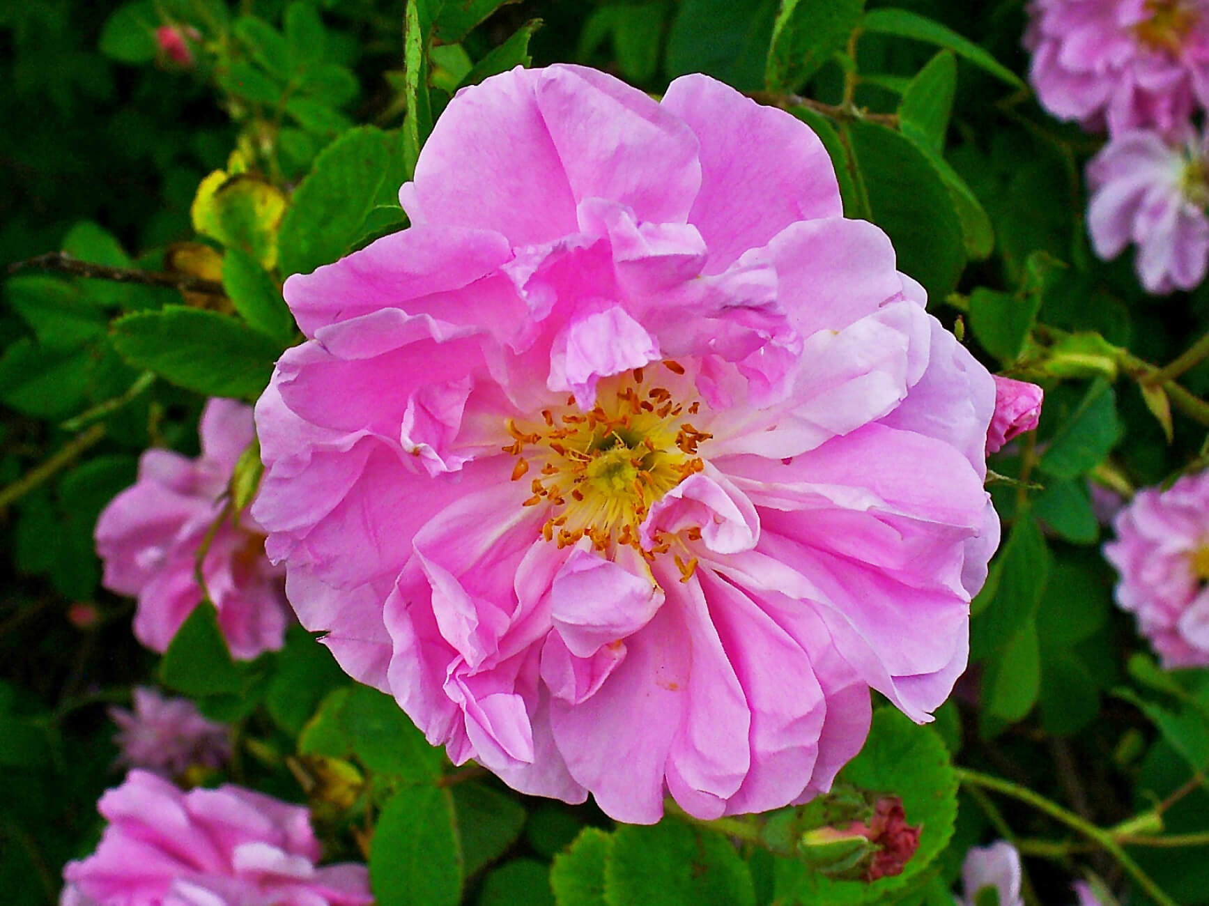 Rose de Damas Absolue (N° CAS 8007-01-0)