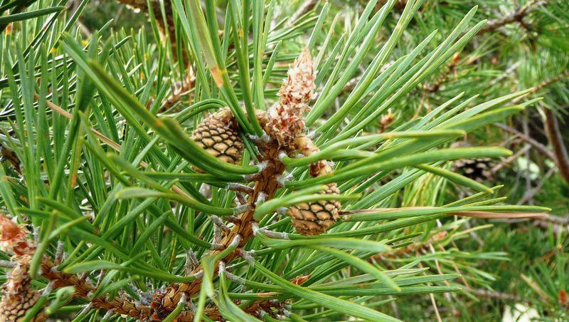 Scots Pine Absolute (CAS N° 8023-99-2)