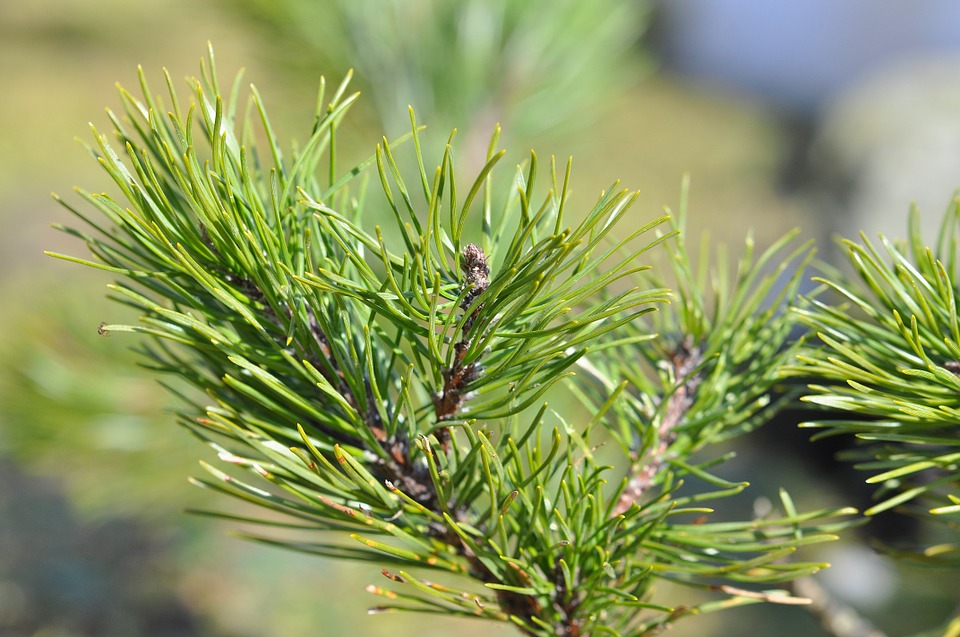 Siberian Pine EO (CAS N° 8021-29-2)